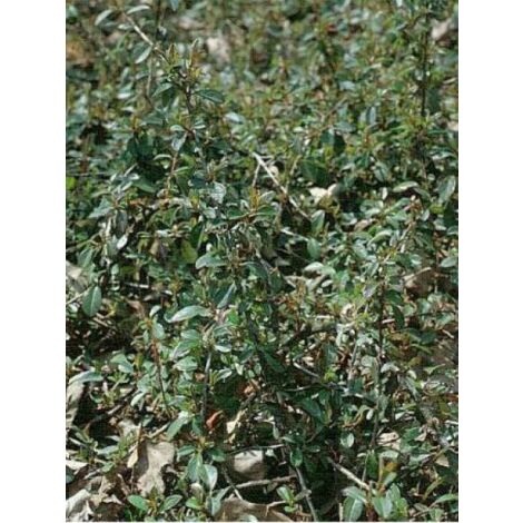 Cotonéaster de Dammer 'Eichholz' Pot de 1L/1,5L