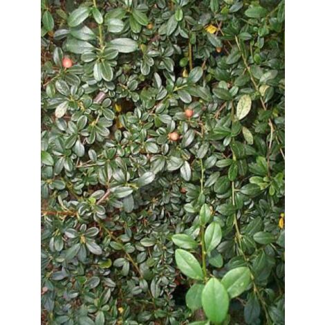 Cotonéaster de Dammer Pot de 1L/1,5L