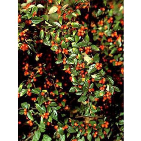 Cotonéaster de Franchet Pot de 2L/3L