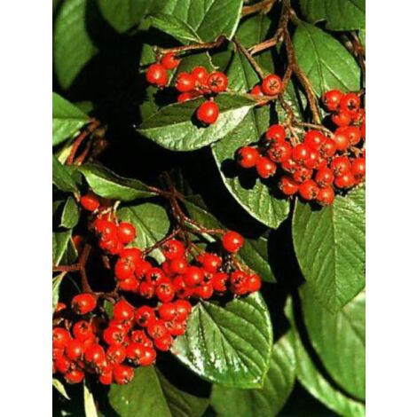 Cotoneaster lacteus Pot de 2L/3L
