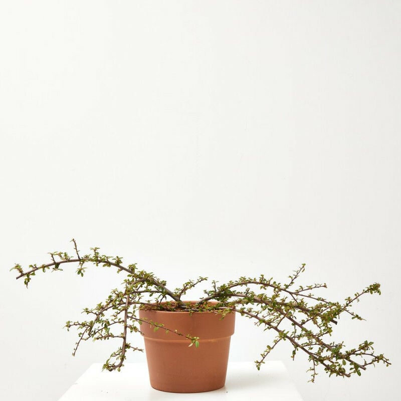 

Cotoneaster Maceta 3 Litros