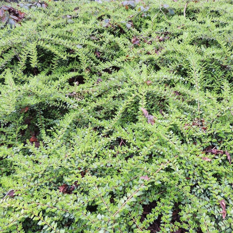 Cotoneaster rampant - Vert