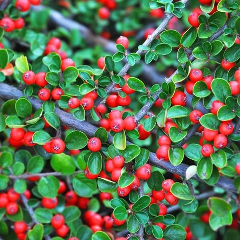 Cotoneaster Rampant (Cotoneaster Horizontalis) - Godet - Taille 13/25cm