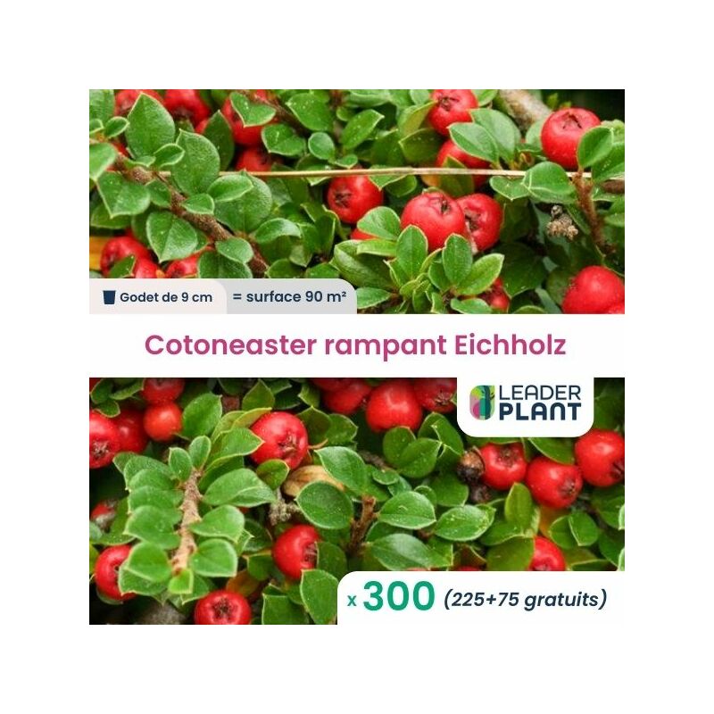 300 x Cotoneaster rampant Eichholz en godet