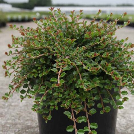 Cotonéaster rampant 'Little Gem' Pot de 10 cm/11cm 15/20cm