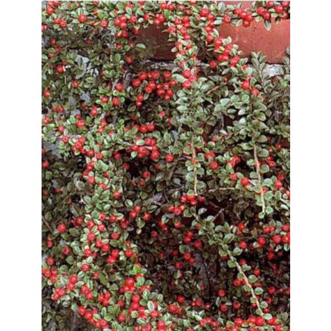 LE JARDIN DU PIC VERT Cotonéaster rampant Godet de 8/9 cm