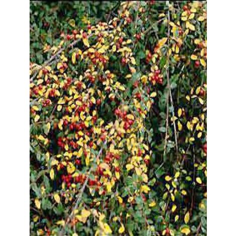 Cotonéaster  'Skogholm' Pot de 1L/1,5L