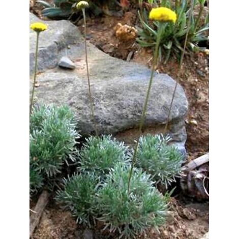 Cotule hérissée Pot de 2L/3L