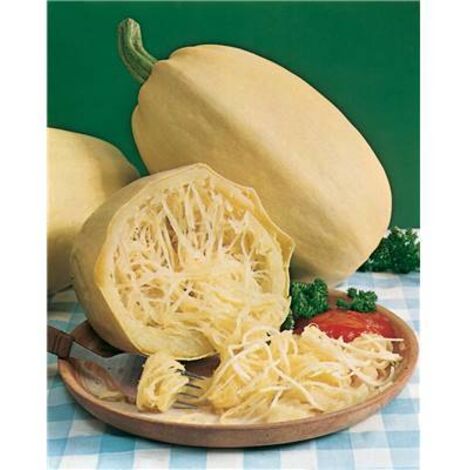 COURGE CUCURBITA FICIFOLIA - Graines de légumes - 5 G