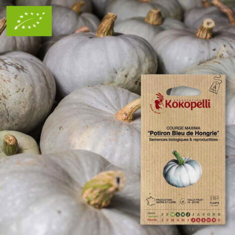 Courge Maxima Potiron Bleu de Hongrie