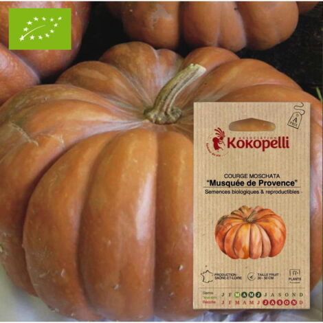 Courge Moschata Musquée de Provence