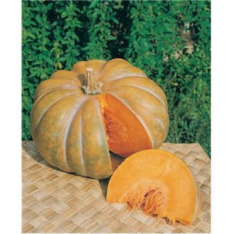 COURGE MUSQUEE DE PROVENCE - 10 G - divers
