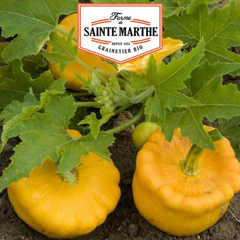 La Ferme Sainte Marthe - Courge Patisson Orange 15 graines