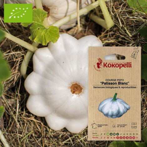 Courge Pepo Patisson Blanc