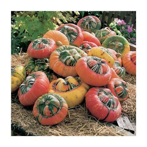 COURGE PETIT TURBAN ALADIN - Graines de fleurs - 2 G