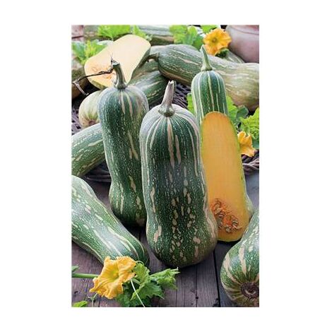 COURGE PLEINE DE NAPLES - Graines de légumes - 5 G