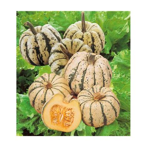 COURGE SWEET DUMPLING PATIDOU - Graines - 3 G