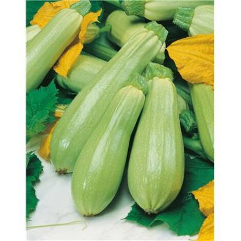 COURGETTE AMALTHEE HF1 - Graines de légumes - 5 G