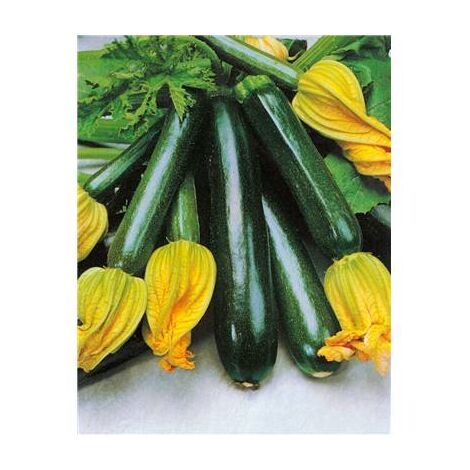 COURGETTE BLACK JACK HF1 - 5 G - GRAINES DE LÉGUMES