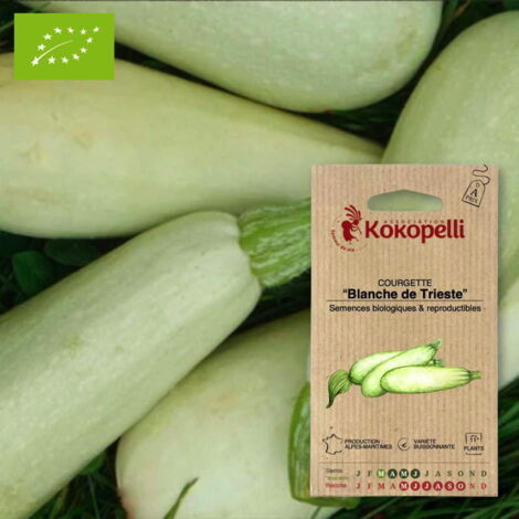 Courgette Blanche de Trieste