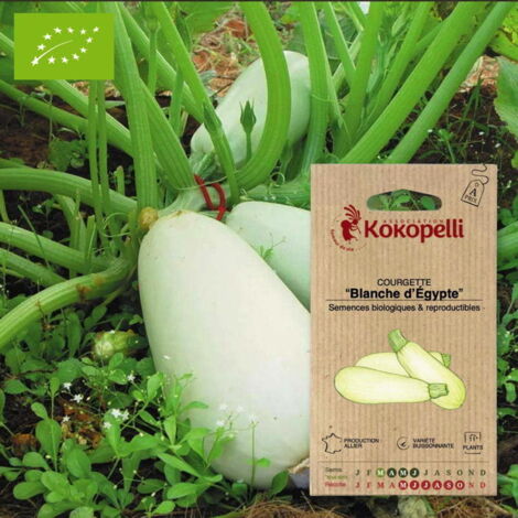 Courgette Blanche d'Égypte