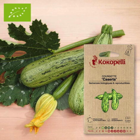 Courgette Caserta