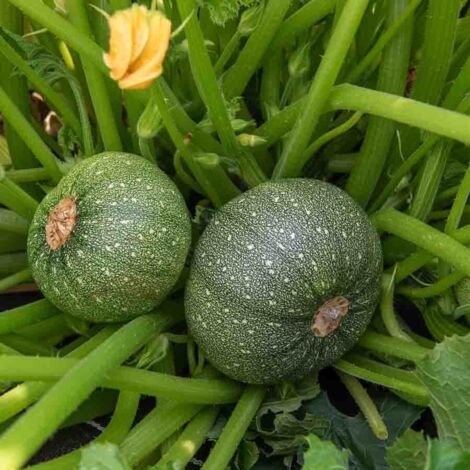 Courgette de Nice à Fruit Rond Vilmorin