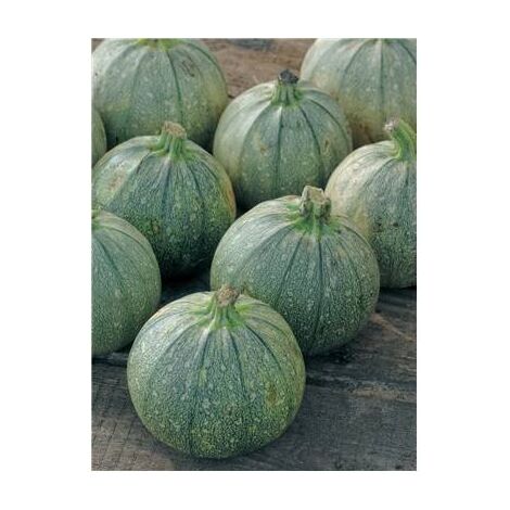 COURGETTE DE NICE A FRUITS RONDS - 5 g