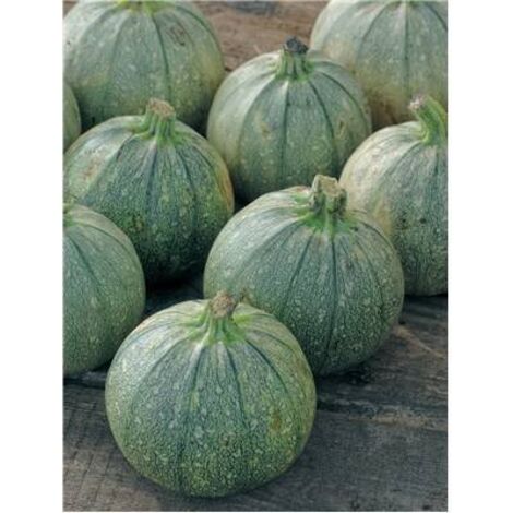 COURGETTE DE NICE A FRUITS RONDS - 5 G - GRAINES