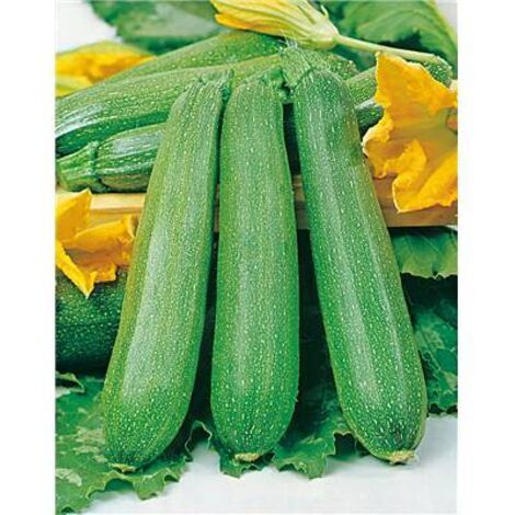 COURGETTE DIAMANT HF1 - Graines de légumes -5 G