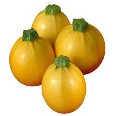 COURGETTE FLORIDOR HF1 - Graines - 20 SEMENCES