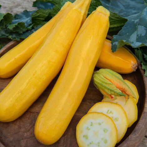 Courgette Jaune Gold Rush HF1 - BIO Vilmorin