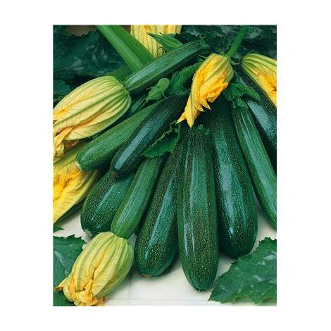 COURGETTE NON COUREUSE - 10 G - graines