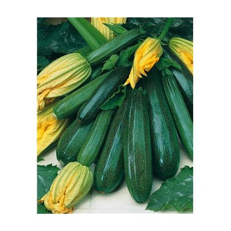 COURGETTE NON COUREUSE DE MARAICHERS  5G GRAINES