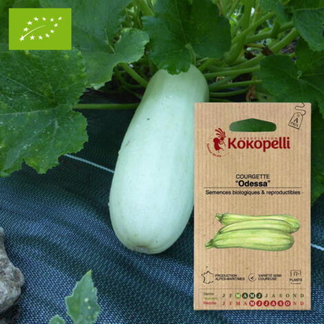 Courgette Odessa