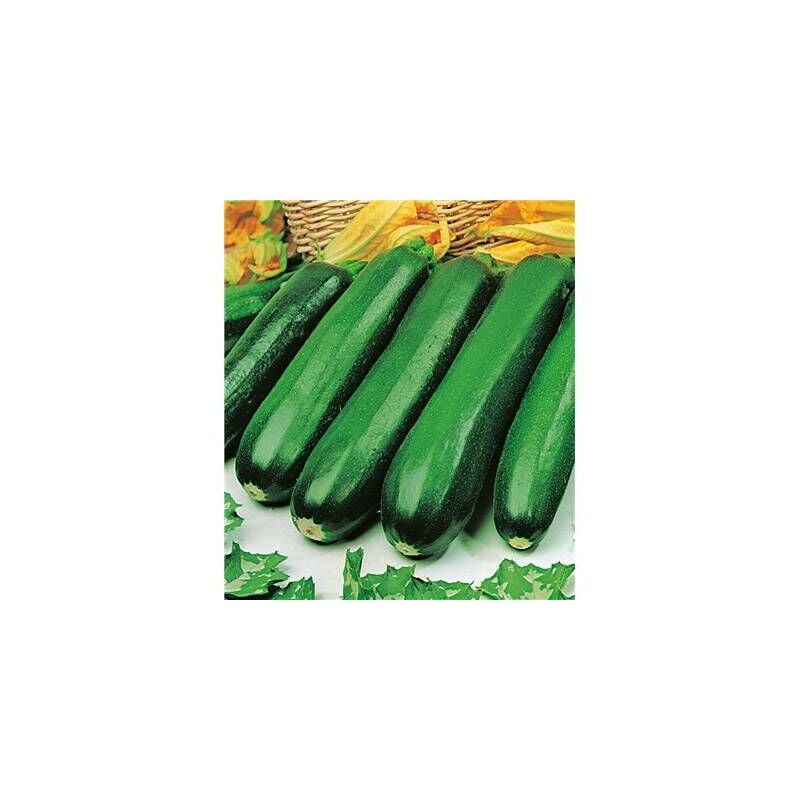 COURGETTE PIXAR HF1 - Graines de légumes - 3 G