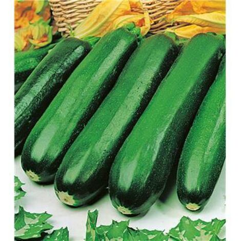 COURGETTE PIXAR HF1 - Graines de légumes - 3 G