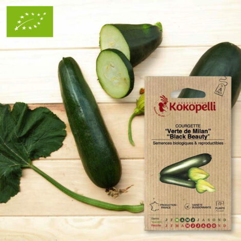 Courgette Verte de Milan