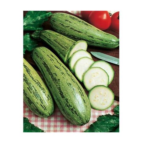 COURGETTE VERTE NON COUREUSE D'ITALIE - Graine- 5 G