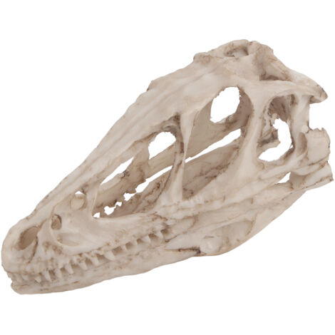 Crâne de Dinosaure en Résine - Modèle Squelette Animal Déco Bureau Maison Accessoire Pédagogique Artisanat