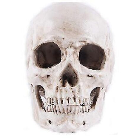 Crâne humain en résine SZTXJ Modèle 1:1, à visée pédagogique anatomique, décoratif, pour la formation médicale ou les fêtes d'Halloween (blanc)