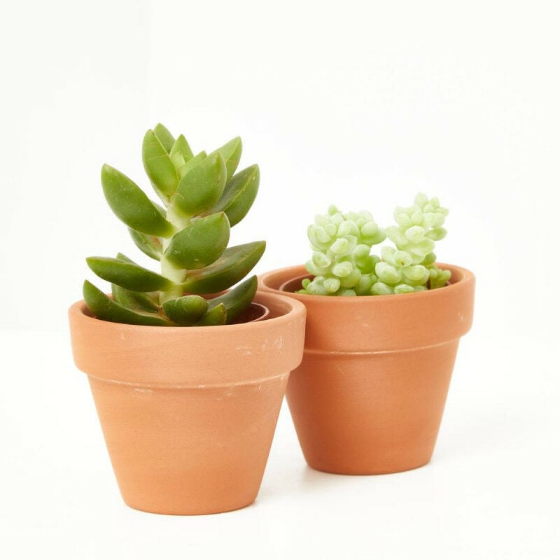 

CRASAS - SURTIDO VARIADO - Maceta 5,5cm