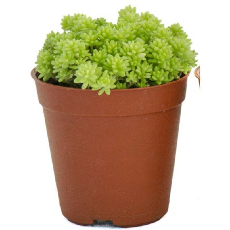 

CRASAS - SURTIDO VARIADO - Tarrina 25cm