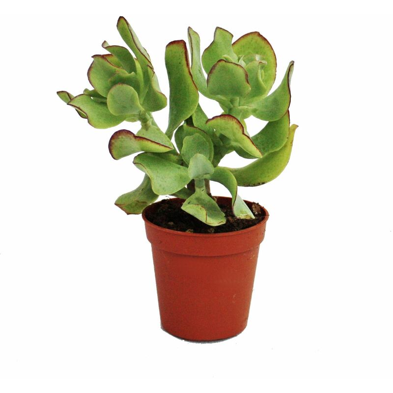 Exotenherz - Crassula arborescens - petite plante en pot de 5,5 cm