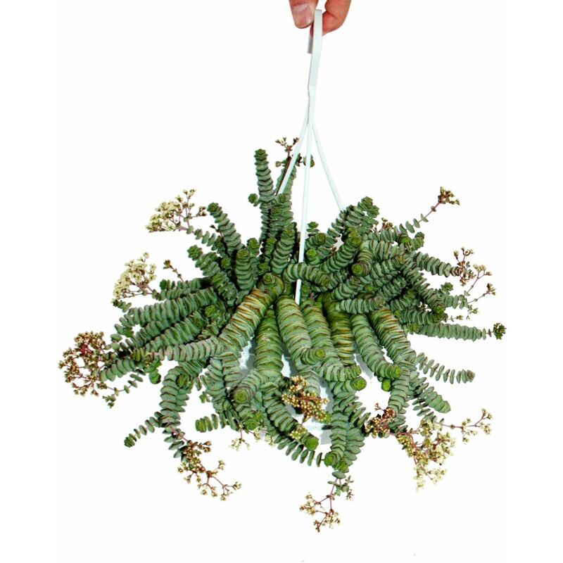 Crassula Hottentot 14cm, Crassula rupestris marnieriana, lampe suspendue