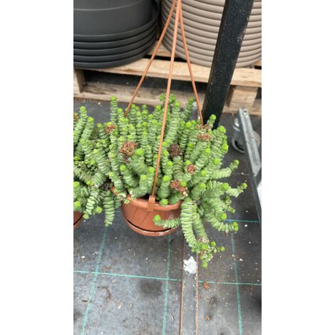 Crassula hottentot pot 14cm photos réelles
