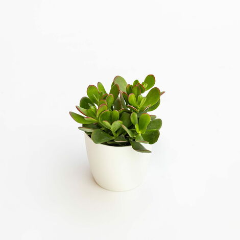 Pianta Crassula ovata in vaso, h. 15/25 cm