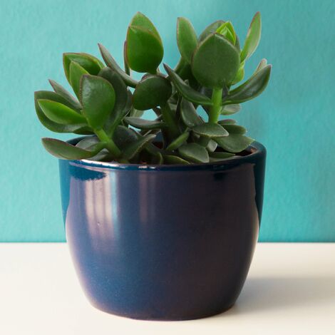 Crassula ovata argentea - Le pot / Ø 12cm / Hauteur livrée environ 10cm - Willemse