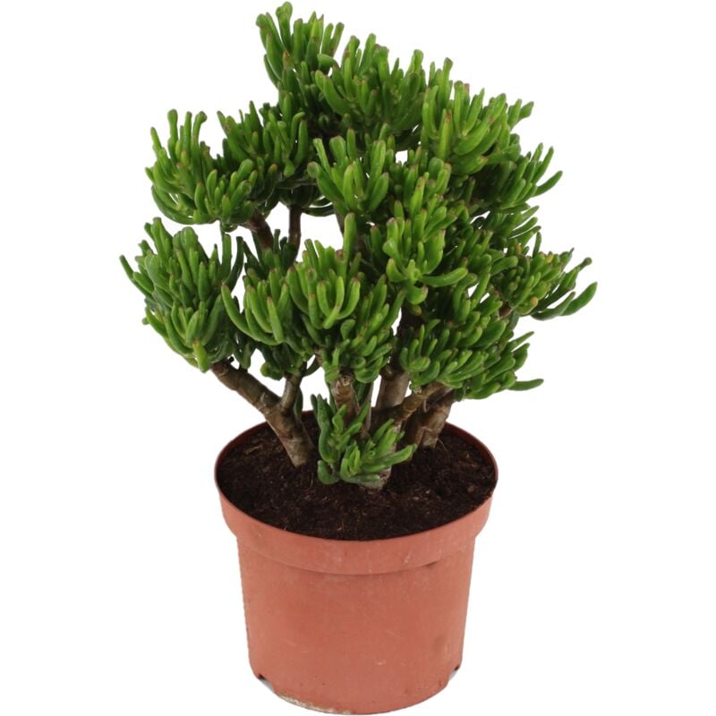 Plant In A Box - Crassula ovata 'Hobbit' l - Plante d'intérieur - Succulente - ⌀ 23 cm - H45-50cm - Vert