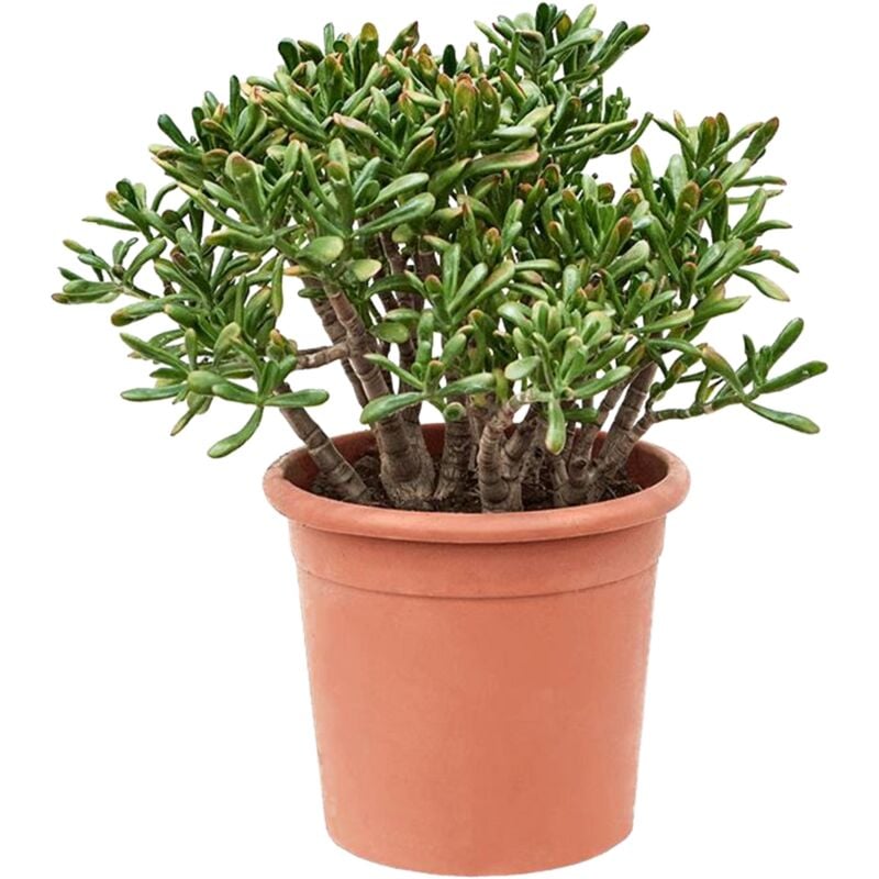 Plant In A Box - Crassula ovata 'Hobbit' xl - Plante d'intérieur - Succulente - ⌀ 30cm - H55-60cm - Vert